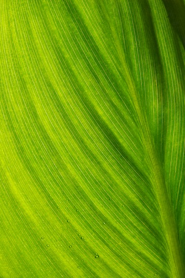 Abstract;Abstractions;Damp;Dew;Dewy;Drop;Droplet;Foliage;Green;Leaf;Leafy;Leaves;Moisture;Patterns;Shapes;Textures;Vein;Water;Wet